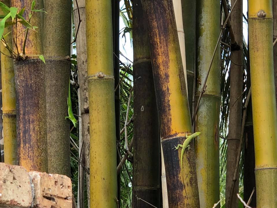 two green lizards on bamboo