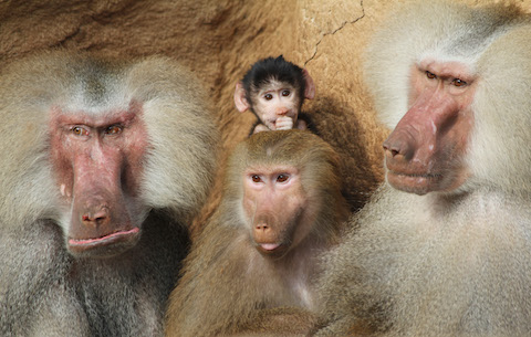 baboons in the Cologne Zoo