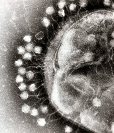 bacteriophage TEM