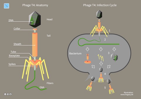 bacteriophage illustration