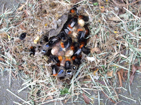 bumblebee nest