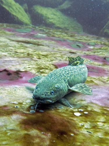 Burbot Fish