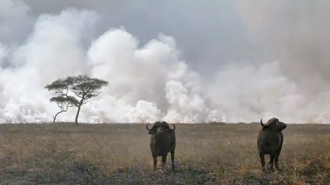 cape buffalo