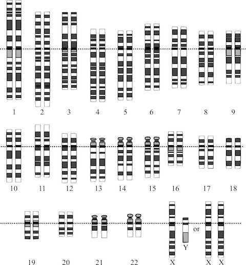 chromosomes