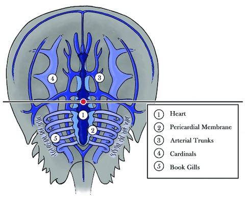 circulatory system