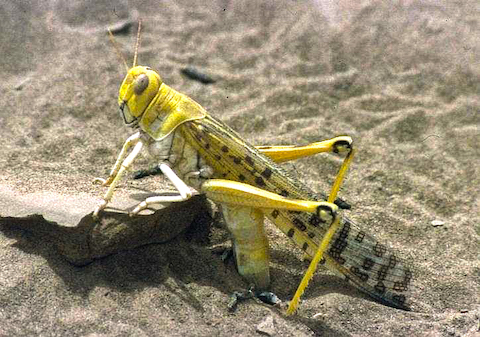 Desert Locust ovipositing