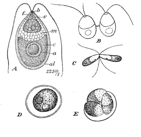 drawing of single-celled alga