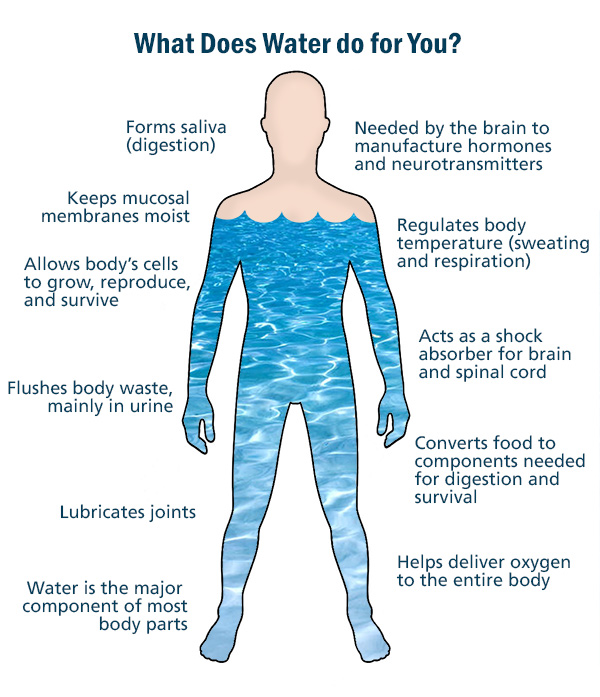Water makes up about 60 percent of your body and helps these physical functions