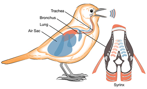Birds have evolved an amazing two-sided vocal organ