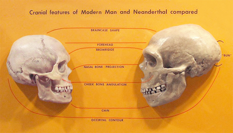 Comparison of Neanderthal and modern human skulls 