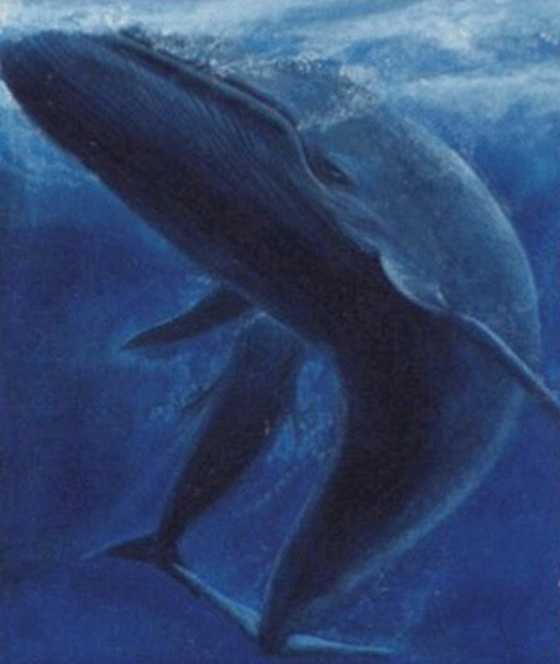 The Curious Tale of Whales