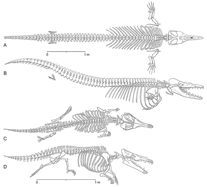 Eocene ancestor of the whale