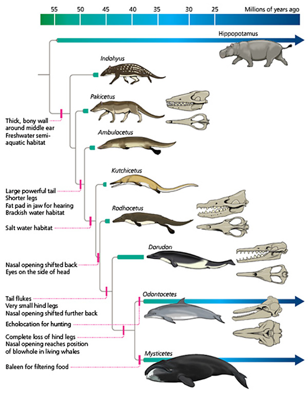 evolution of the whale