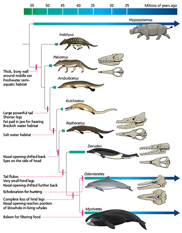 evolution of the whale