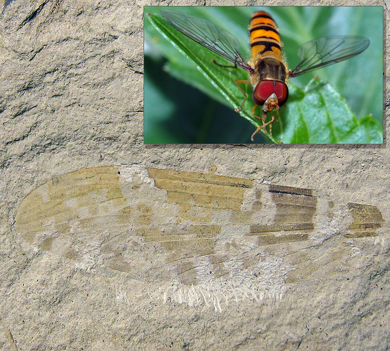 Holotype wing of the extinct Cimbrophlebia brooksi