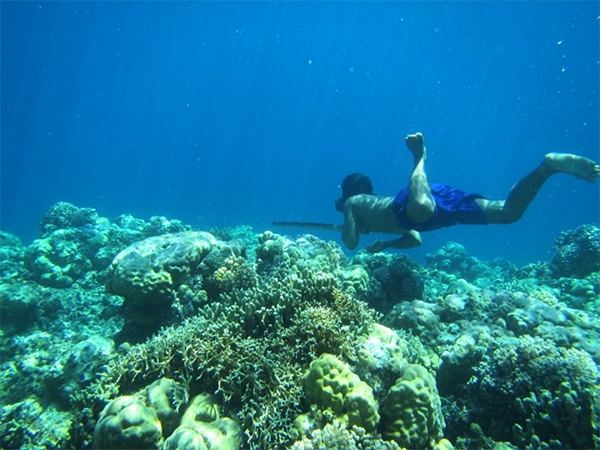 Swimming with Sharks	