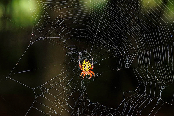 Amazing spider silk: Super-elastic proteins key to spider web's stretchiness