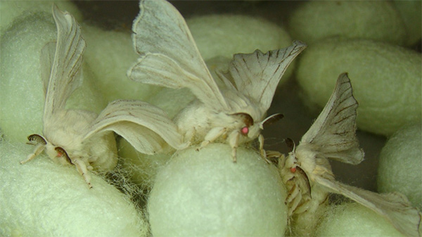 Transgenic silk moths 