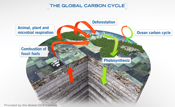 The global carbon cycle