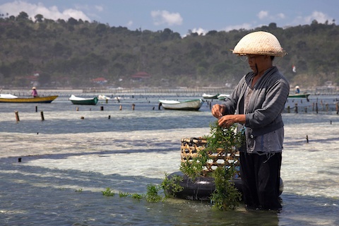 edible seaweed farming