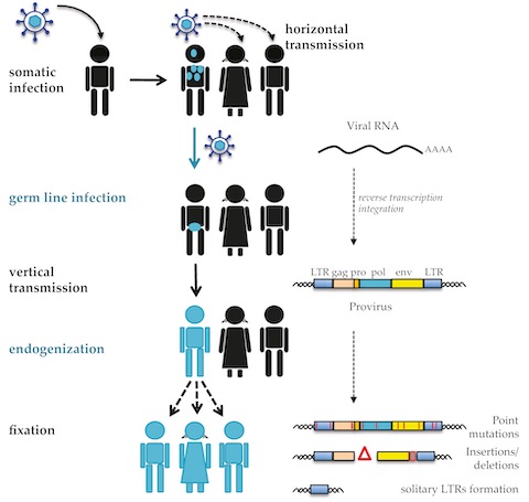 endogenous virus transmission