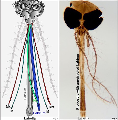 expanded view of mosquito mouthparts