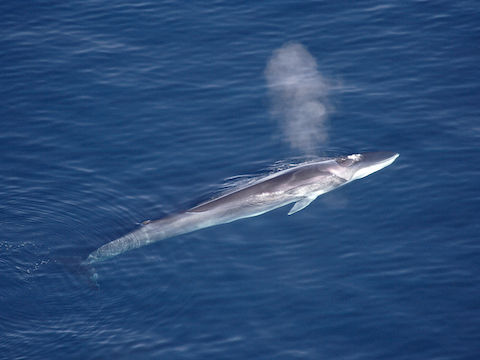finback whale