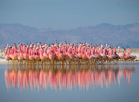 flamingos