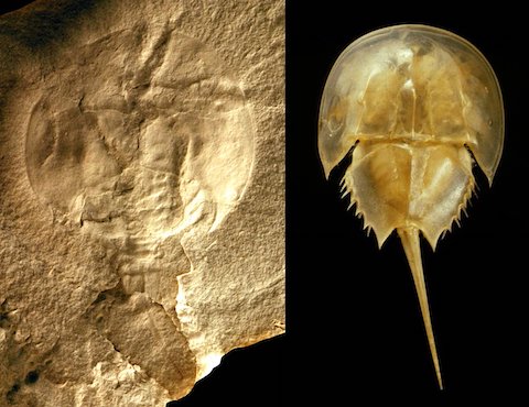 Horseshoe Crabs: Living Fossils | EarthDate