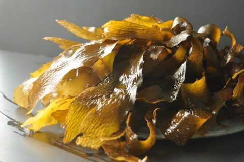 fresh kelp