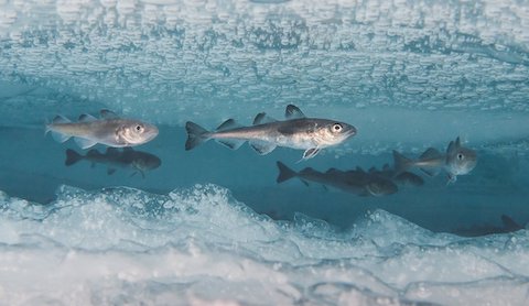 frozen fish