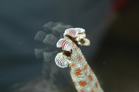 gecko toe hyperextended flat on a glass surface