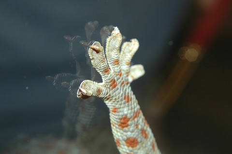 gecko toe pads flat on a glass surface
