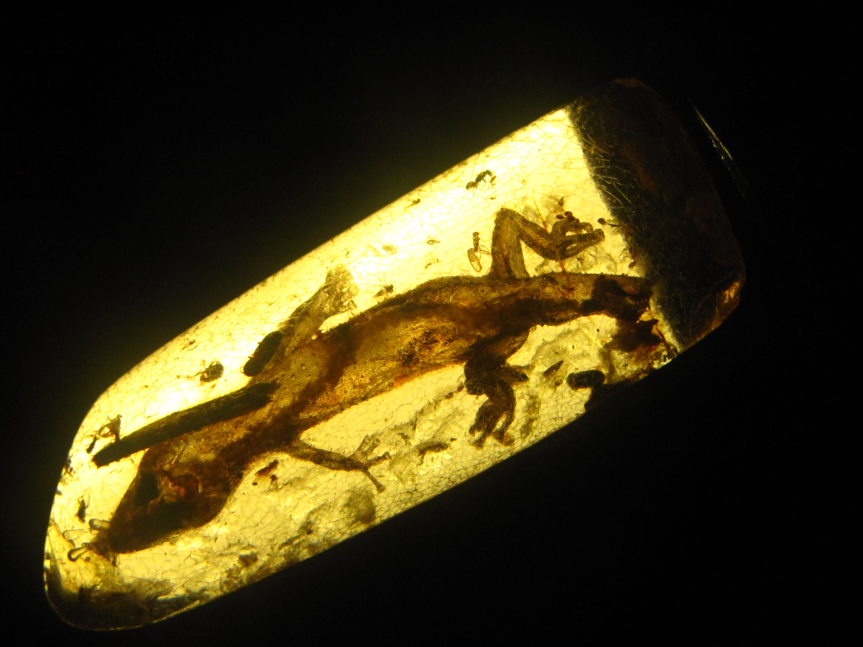 gecko trapped in Oligocene-era amber