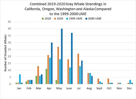 Graph of gray whale strandings