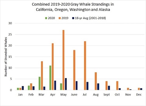 Graph of gray whale strandings
