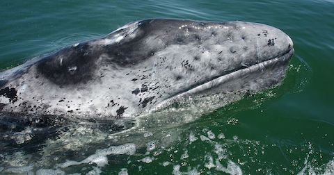 Gray whale