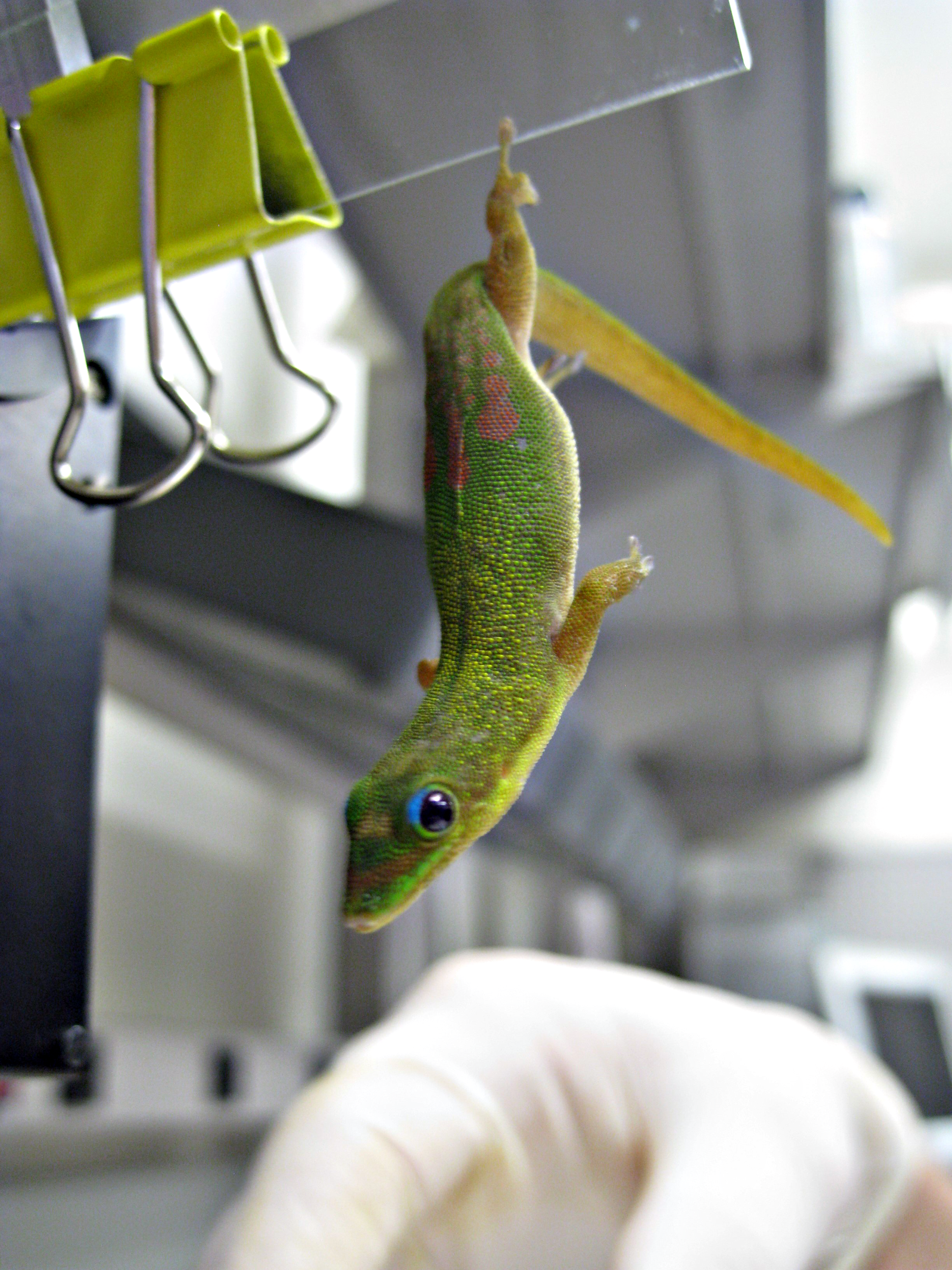 gecko clings to a glass surface