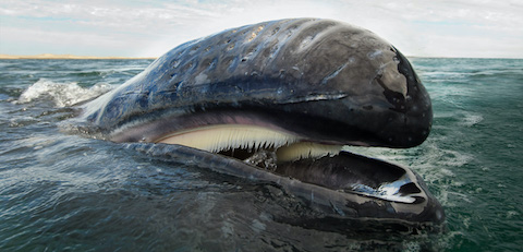 Gray whale's baleen plates