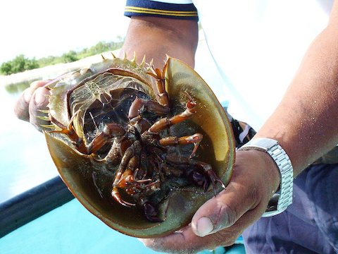 horseshoe crab underside