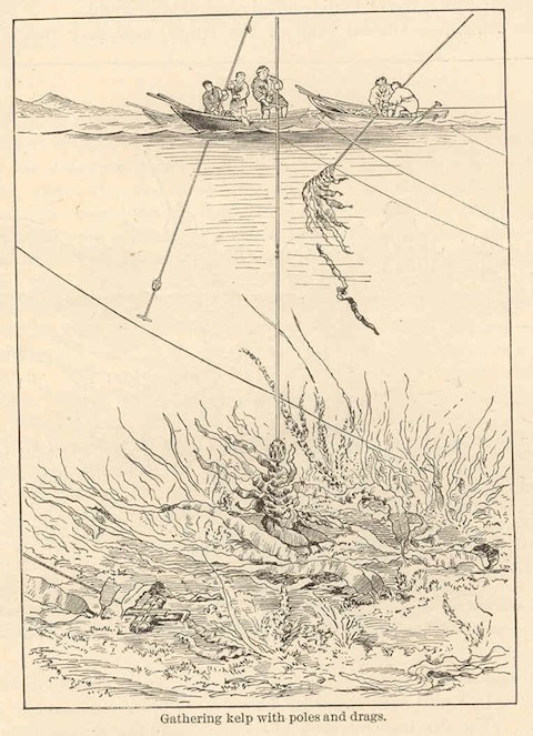 illustration of farmers gathering kelp