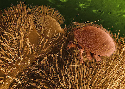 Varroa destructor mites