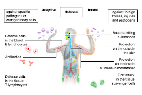 immune system