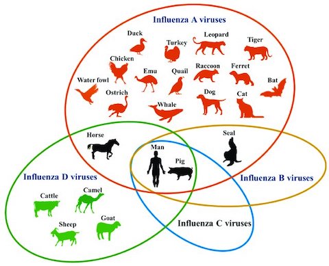 influenza viruses