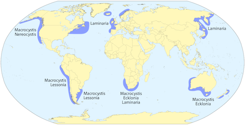 kelp forest map