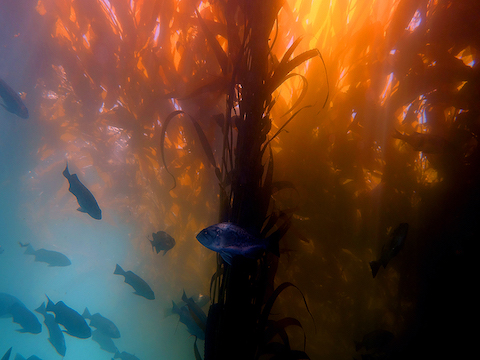 kelp forest