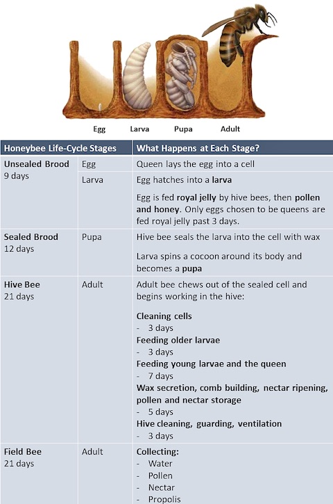 Honeybee life-cycle