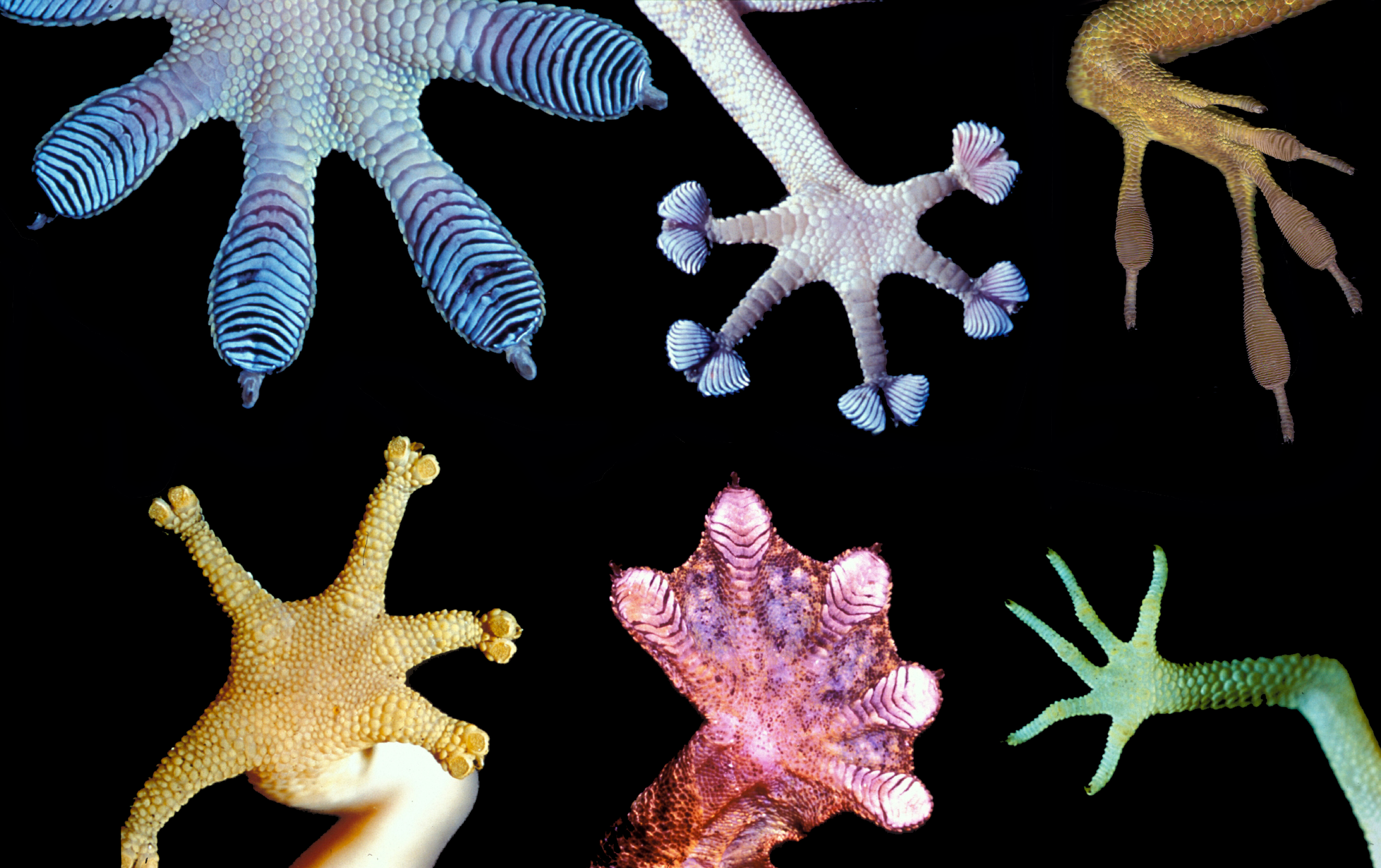 gecko feet evolution