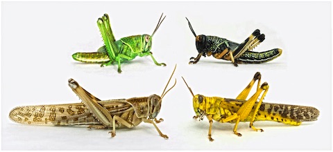 Locust morphology