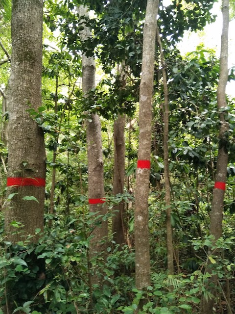 manchineel trees